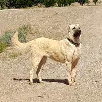 ماده سگ خراسانی