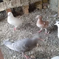 فروش کبوتر پلاکی