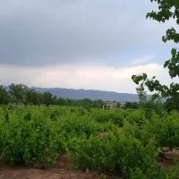 فروش باغ انگور