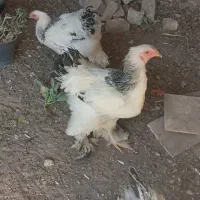 نیمچه خروس برهما|حیوانات مزرعه|باغ بهادران, |دیوار