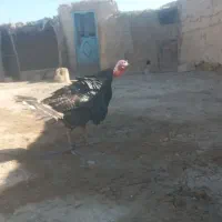 نره.بقلمون‌واردک.خارجی