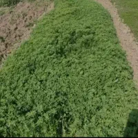 سبزی طر درجه یک کیلویی 85تومن