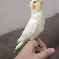 عروس هلندی سخنگو