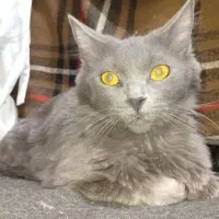 گربه اسکاتیش ماده