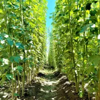 نهال صنوبر، سرمایه سبز و مطمئن|خدمات باغبانی و درختکاری|تاکستان, |دیوار