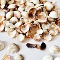 صدف ساحل برای کارهای تزئیناتی و داخل آکواریوم و...