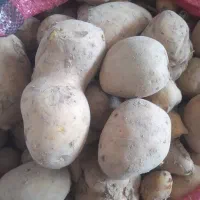 سیب زمینی