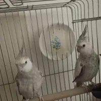 عروس هلندی مولد کار داده|پرنده|پاکدشت, پاکدشت (مامازند)|دیوار