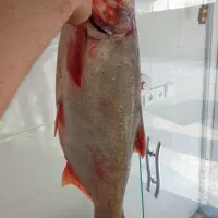 ماهی ماهی تازه