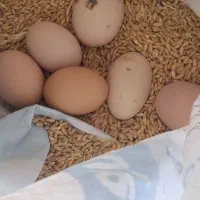 تخم مرغ محلی نطفه دار