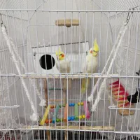 عروس هلندی جفت|پرنده|مشهد, كنويست|دیوار