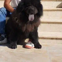 چاوچاو مولد نر ماده بالغ و توله