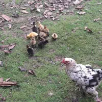 بوقلمون نر و جوجه اردک محلی فومن|حیوانات مزرعه|ماکلوان, |دیوار