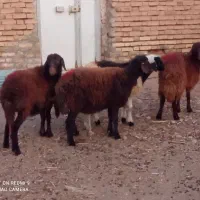 بره ماده چهار عدد قرمز لخت وسفید پلنگی دامازلق|حیوانات مزرعه|خواجه, |دیوار