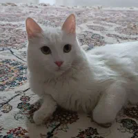 گربه پرشین اسکاتیش|گربه|محمدشهر, شهرک پیام (مهرالبرز)|دیوار