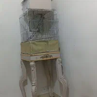 قفس طوطی وعروس هلندی