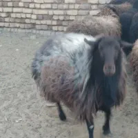 فروش قوچ|حیوانات مزرعه|شال, |دیوار