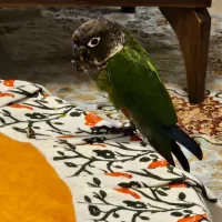 طوطی گرینچیک