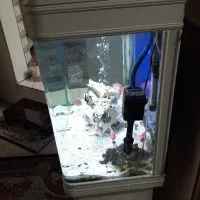 اکواریوم  و ماهی|ماهی|قم, نیروگاه|دیوار