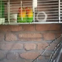 گرینچک برزیلی مینا عروس هلندی|پرنده|تربت جام, میان جام|دیوار