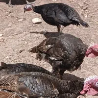 بوقلمو نر ۵ عدد