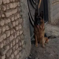 سگ ژرمن شیپر