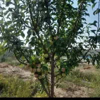 باغ در اراضی یکان روبروی سردخانه کلانتری