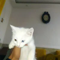گربه