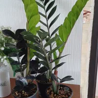 زاموفیلیا بلک|گل و گیاه طبیعی|شیروان (خراسان), |دیوار