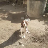 توله شکاری|سگ|چالوس, |دیوار