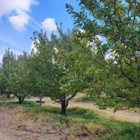 فروش باغ|فروش خانه و ویلا|سراجو, |دیوار