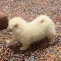 سگ پامر خرسی فوق العاد بانمک