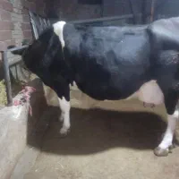 یک عدد گاو شیری