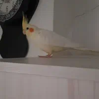 عروس ماده لوتینو