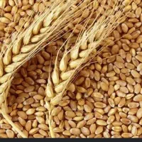 فروش گندم بذر