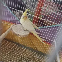 گم شدن عروس هلندی محدوده بهارستان