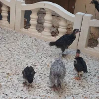 جوجه|حیوانات مزرعه|شیراز, بهارستان|دیوار