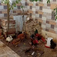 مرغ وخروس محلی