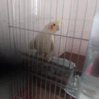 عروس هلندی ماده