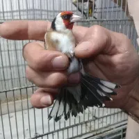 جوجه سره نوک بادمجونی نر صددرصد