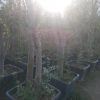 نذر درخت کاشت نهال در آرامستان ها روستا امام زاده|گل و گیاه طبیعی|کهریزک, |دیوار