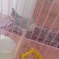 عروس هلندی نروماده مولد|پرنده|گلپایگان, |دیوار