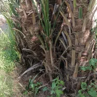 20عدد فصیل  مضافتی