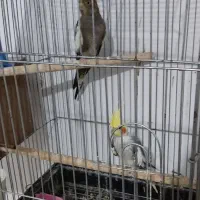 عروس هلندی جوجه بالغ جفت