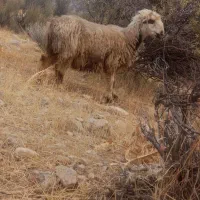 میش شیشک|حیوانات مزرعه|ارژن, |دیوار