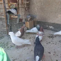 23تا کفتر|پرنده|بم, |دیوار