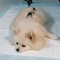 سگ پامرانین