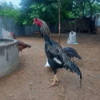 خروس لاری صابونی