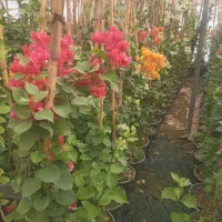 گل کاغذی|گل و گیاه طبیعی|محلات, |دیوار
