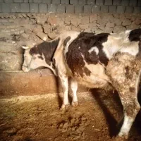 گاو هشت ماه ابسن